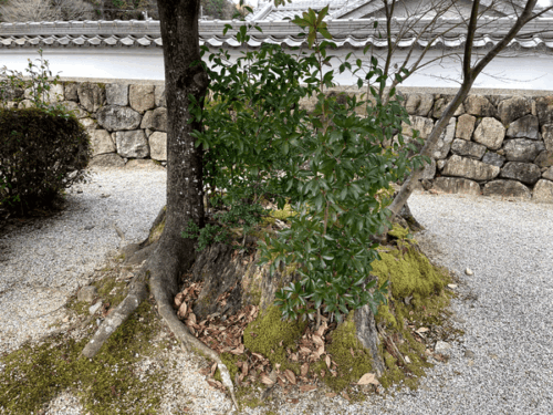 櫟野寺にある樹齢2000年超の櫟の木(切り株)