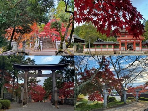 紅葉している大鳥神社の写真