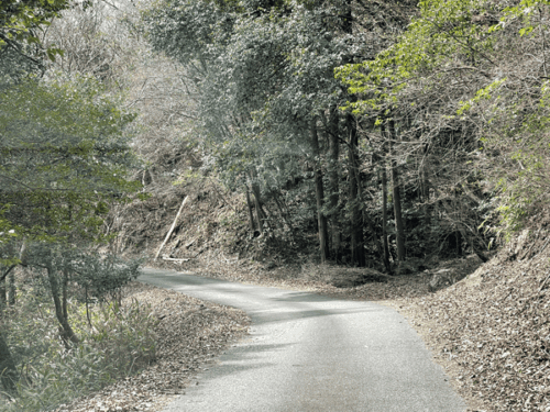 息障寺に行く道中の林道の写真