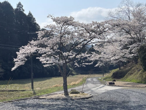 春の明王寺の駐車場
