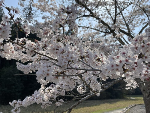 明王寺の桜アップ