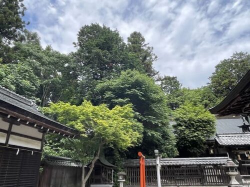 柏木神社の周辺の高い木々の写真
