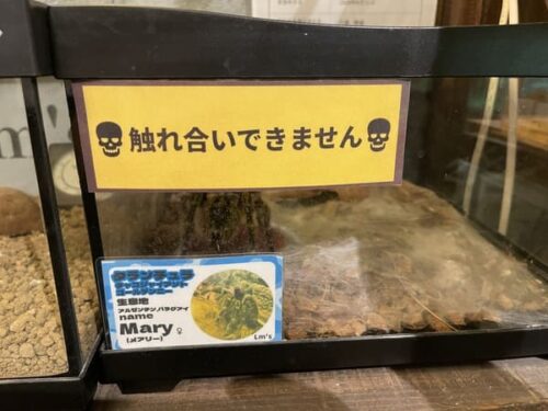 Lm'sにいるタランチュラの写真