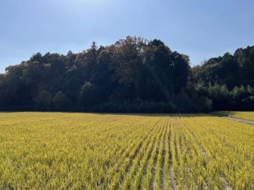 甲賀の田園風景